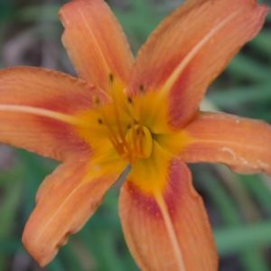 Meet your Posher, Dauren